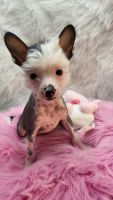 Chinese Crested Dog Puppies for sale in Trenton, MI 48183, USA. price: $1,000