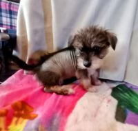 Chinese Crested Dog Puppies for sale in Bristol, TN, USA. price: $500