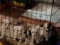 Chinese Crested Dog Puppies for sale in Mebane, North Carolina. price: $800
