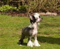 Chinese Crested Dog Puppies for sale in Albion, Queensland. price: $1,800
