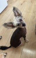 Chinese Crested Dog Puppies for sale in Caloundra, Queensland. price: $1,500
