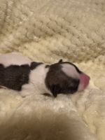 All puppies are SOLD-Chinese Crested Chihuahua mix-Designer dogs