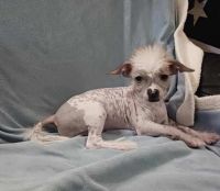 Chinese Crested Dog Puppies for sale in Ottumwa, IA 52501, USA. price: $900