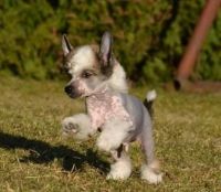 Chinese Crested Dog Puppies for sale in Los Angeles, CA, USA. price: $500