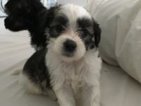 Chinese Crested Dog Puppies for sale in Los Angeles, CA 90005, USA. price: $450