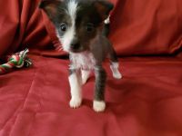Chinese Crested Dog Puppies for sale in Webb City, MO, USA. price: $500