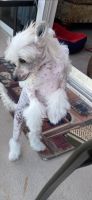 Chinese Crested Dog Puppies for sale in Hollywood, FL, USA. price: $2,000