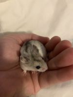 Chinese Hamster Rodents for sale in Chase Mills, NY 13621, USA. price: $15