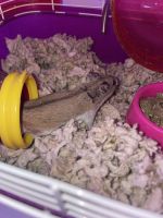 Chinese Hamster Rodents for sale in Perth Amboy, NJ, USA. price: $70