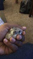 Chinese Hamster Rodents for sale in Knightdale, NC, USA. price: $100