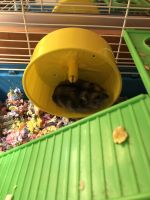 Chinese Hamster Rodents for sale in 20 Main St, Exeter, NH 03833, USA. price: $35