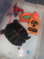 Chinese Pond Turtle Reptiles for sale in 245 Wortman Ave, Brooklyn, NY 11207, USA. price: $150