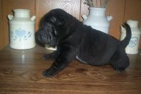 Chinese Shar Pei Puppies for sale in Greenville, TX, USA. price: $700
