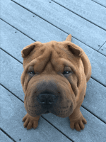 Chinese Shar Pei Puppies for sale in Seattle, WA, USA. price: $1,500