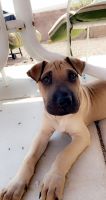 Chinese Shar Pei Puppies for sale in Las Vegas, NV, USA. price: $800