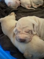 Chinese Shar Pei Puppies for sale in Jacksonville, FL 32246, USA. price: $1,200
