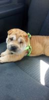 Chinese Shar Pei Puppies for sale in Fort Smith, AR, USA. price: $1,000