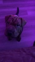 Chinese Shar Pei Puppies for sale in Las Vegas, NV, USA. price: $3,500