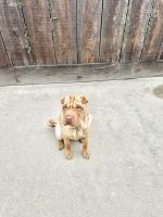 Chinese Shar Pei Puppies for sale in Woodville, CA 93257, USA. price: NA