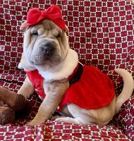 Chinese Shar Pei Puppies for sale in Easton, PA, USA. price: $1,000