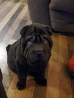 Chinese Shar Pei Puppies for sale in Weston, Oregon. price: $1,000