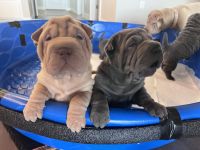 Chinese Shar Pei Puppies for sale in Denver, Colorado. price: $2,000