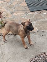 Chinese Shar Pei Puppies for sale in Torrance, California. price: NA