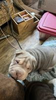 Chinese Shar Pei Puppies for sale in Springdale, Arkansas. price: $600