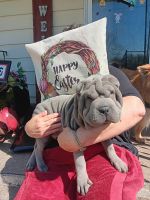 Chinese Shar Pei Puppies for sale in North Little Rock, Arkansas. price: $1,400