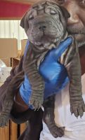 Chinese Shar Pei Puppies for sale in Dothan, Alabama. price: $1,250