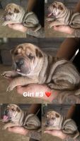 Chinese Shar Pei Puppies for sale in West Hollywood, California. price: NA