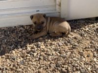 Chinese Shar Pei Puppies for sale in Melton, Victoria. price: $1,000