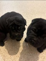 Chinese Shar Pei Puppies for sale in Adelaide, South Australia. price: $1,500