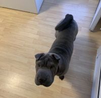 Chinese Shar Pei Puppies for sale in Westminster, Maryland. price: $900