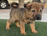Chinese Shar Pei Puppies for sale in Tucson, Arizona. price: NA
