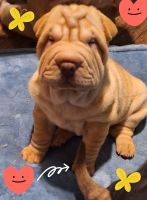 Chinese Shar Pei Puppies for sale in Jersey City, NJ, USA. price: $700