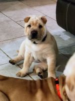Chinese Shar Pei Puppies for sale in Franklinton, Louisiana. price: $1,400