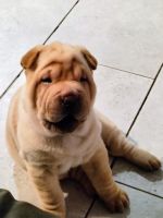 Chinese Shar Pei Puppies for sale in Franklinton, Louisiana. price: $800