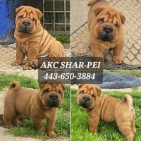 Chinese Shar Pei Puppies for sale in Sykesville, MD 21784, USA. price: NA
