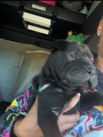 Chinese Shar Pei Puppies for sale in Dayton, OH, USA. price: $600