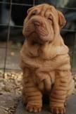 Chinese Shar Pei Puppies for sale in Pittsburgh, PA, USA. price: $1,200