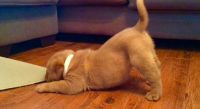 Chinese Shar Pei Puppies for sale in San Diego, CA, USA. price: $250
