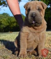 Chinese Shar Pei Puppies for sale in Santa Maria, CA, USA. price: $300