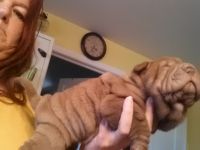 Chinese Shar Pei Puppies for sale in Martinsville, VA 24112, USA. price: $700