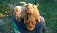 Chinese Shar Pei Puppies for sale in Austin St, Corpus Christi, TX, USA. price: $500