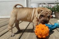 Chinese Shar Pei Puppies for sale in Los Angeles, CA, USA. price: $678