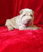 Chinese Shar Pei Puppies for sale in 2018 Elizabeth St, Springfield, IL 62702, USA. price: $800