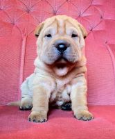 Chinese Shar Pei Puppies for sale in Columbus, OH 43215, USA. price: $400