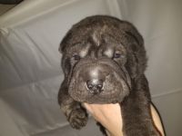 Chinese Shar Pei Puppies for sale in Greensboro, NC, USA. price: $500