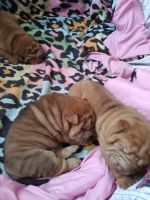 Chinese Shar Pei Puppies for sale in Albuquerque, NM, USA. price: $1,500